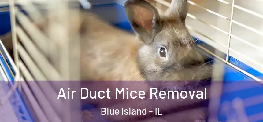  Air Duct Mice Removal Blue Island - IL